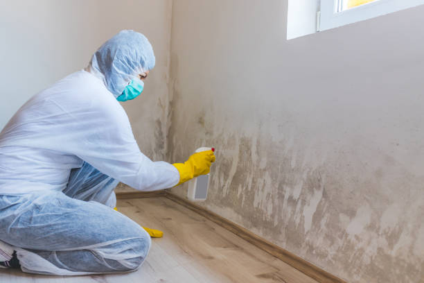Black mold inspection in Goldsboro