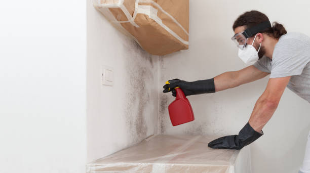 Basement Mold Remediation treatment on basement walls in Goldsboro