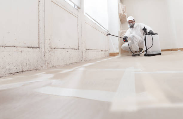 Black mold remediation team in Goldsboro